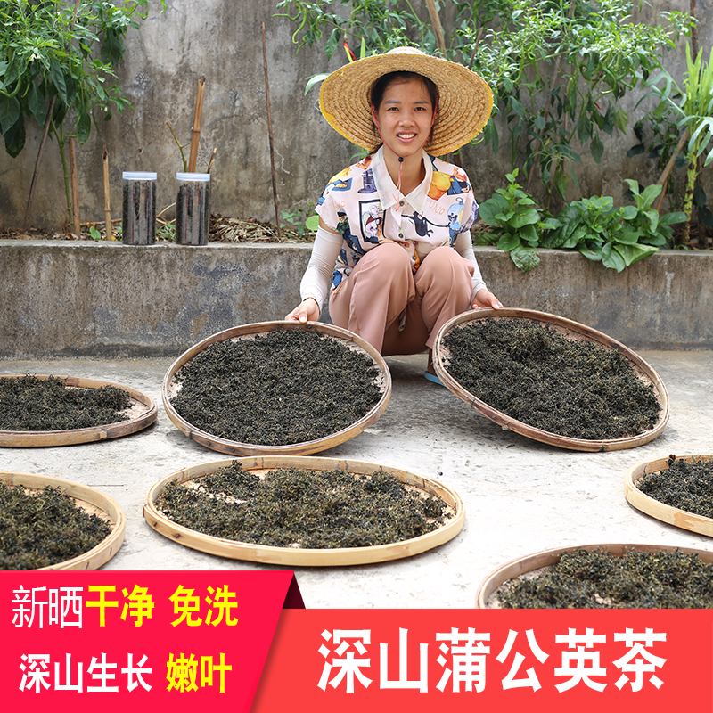 蒲公英茶野外干货药材婆婆丁农家新茶