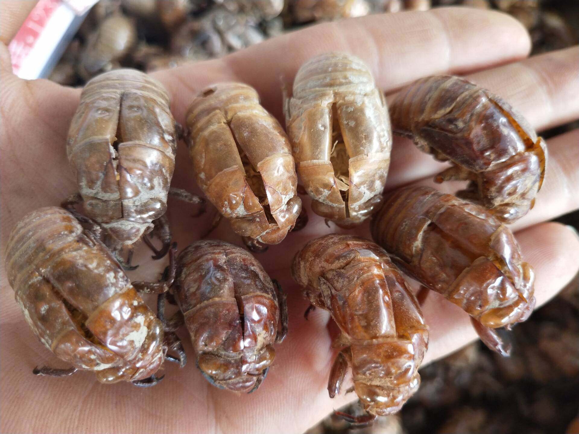 (今日10折)蝉蜕 蝉衣野生热皮蝉壳中药材无琉知了