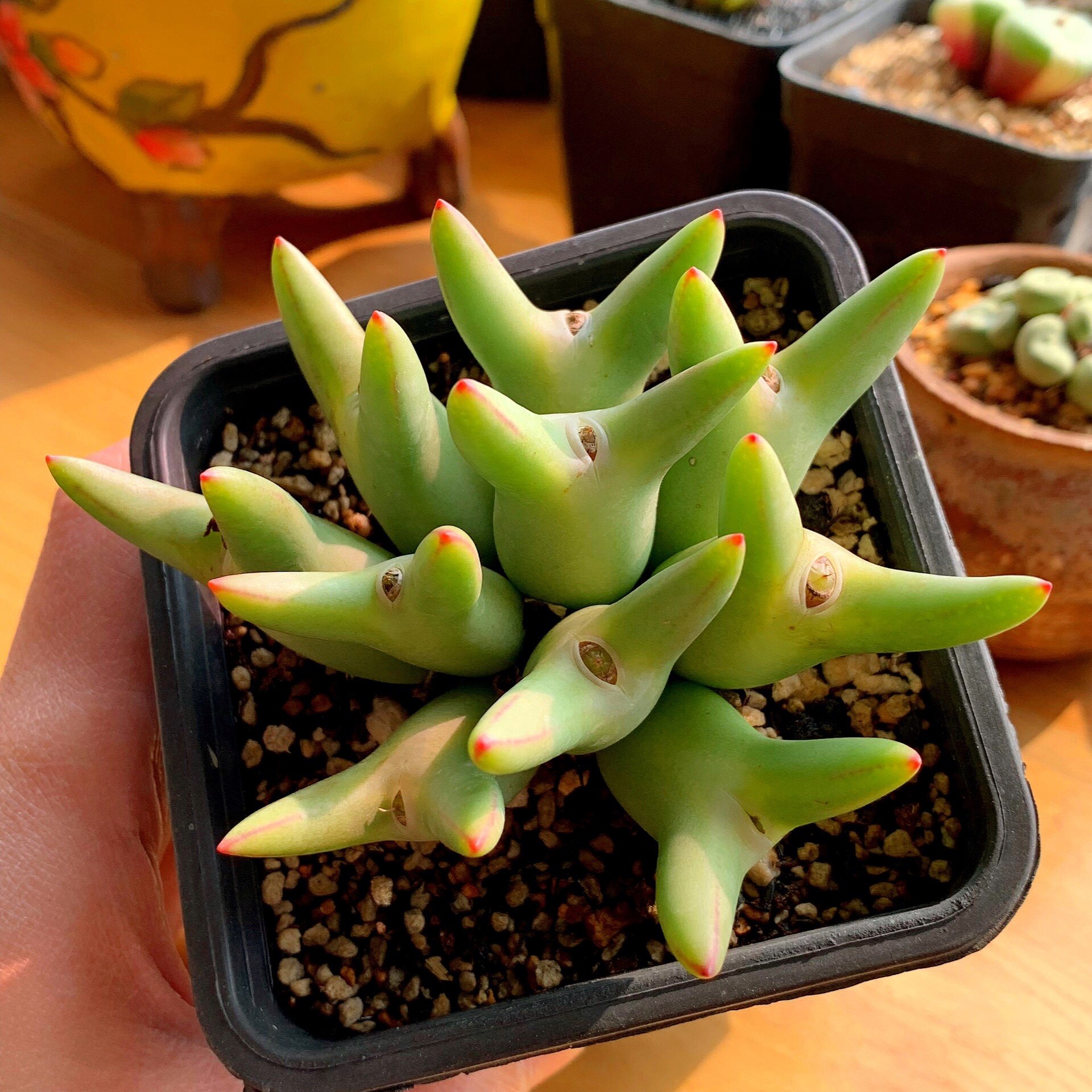 一折多肉植物肉锥_多肉植物肉锥大型少将直播链接大枪少将皮卡丘爱心