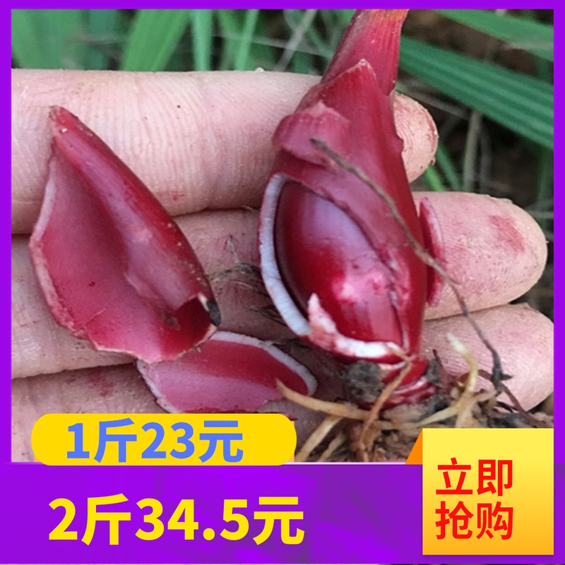 食补小红蒜根中药材滋补红葱通鼻小红蒜红葱头百步还阳血葱1斤
