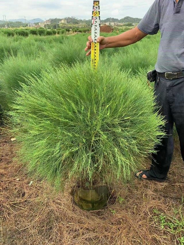 木麻黄树苗 马尾松树苗短枝木麻黄球树苗 绿化工程苗盆栽四季常绿