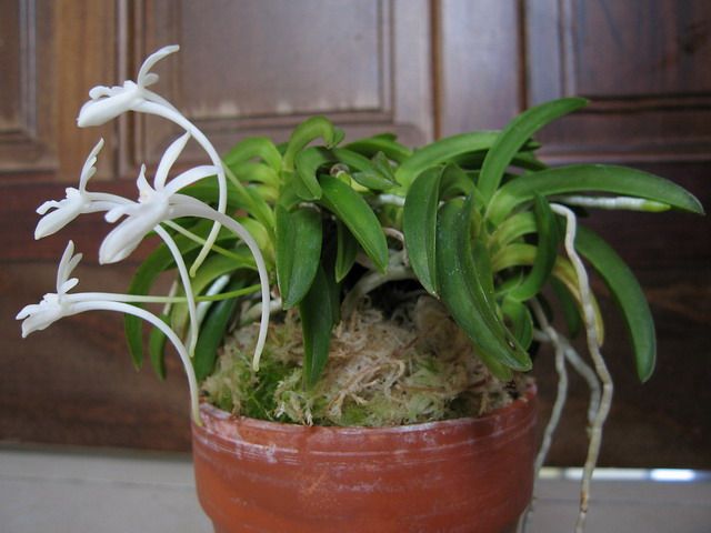 夏季洋兰团气生兰富贵兰韩国风兰大波青海