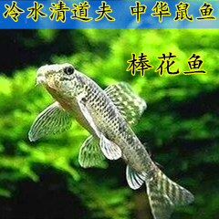 淡水除藻底栖