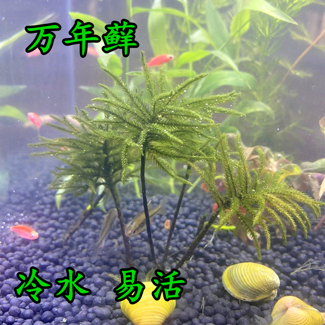 万年藓活体水草微景观生态瓶水族箱鱼缸造景懒人水草好养易活低温