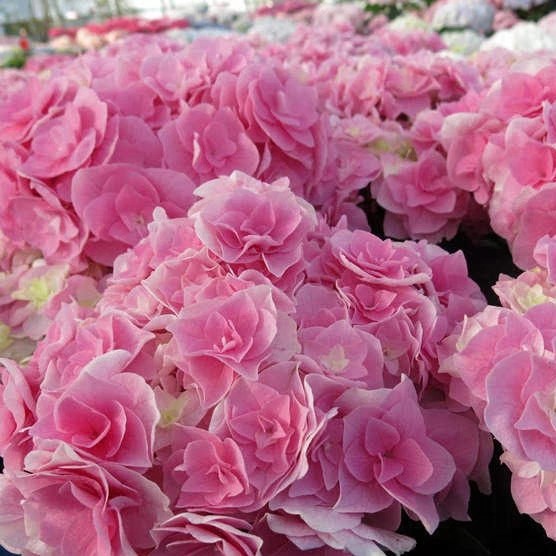 玖月小家  雷王大花绣球  阳台庭院花园植物花卉盆栽包对版