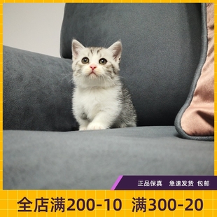 #瑶瑶名猫#短腿猫/曼基康/矮脚猫/曼赤肯/虎斑加白/弟弟 （待售）