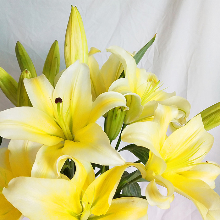 黄天霸百合鲜花大头云南昆明基地直发家用装饰客厅鲜切花水养花束