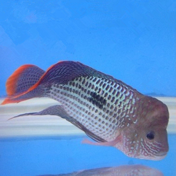 玉面皇冠品牌精品汇聚_价格大全 pc版 -最宠网