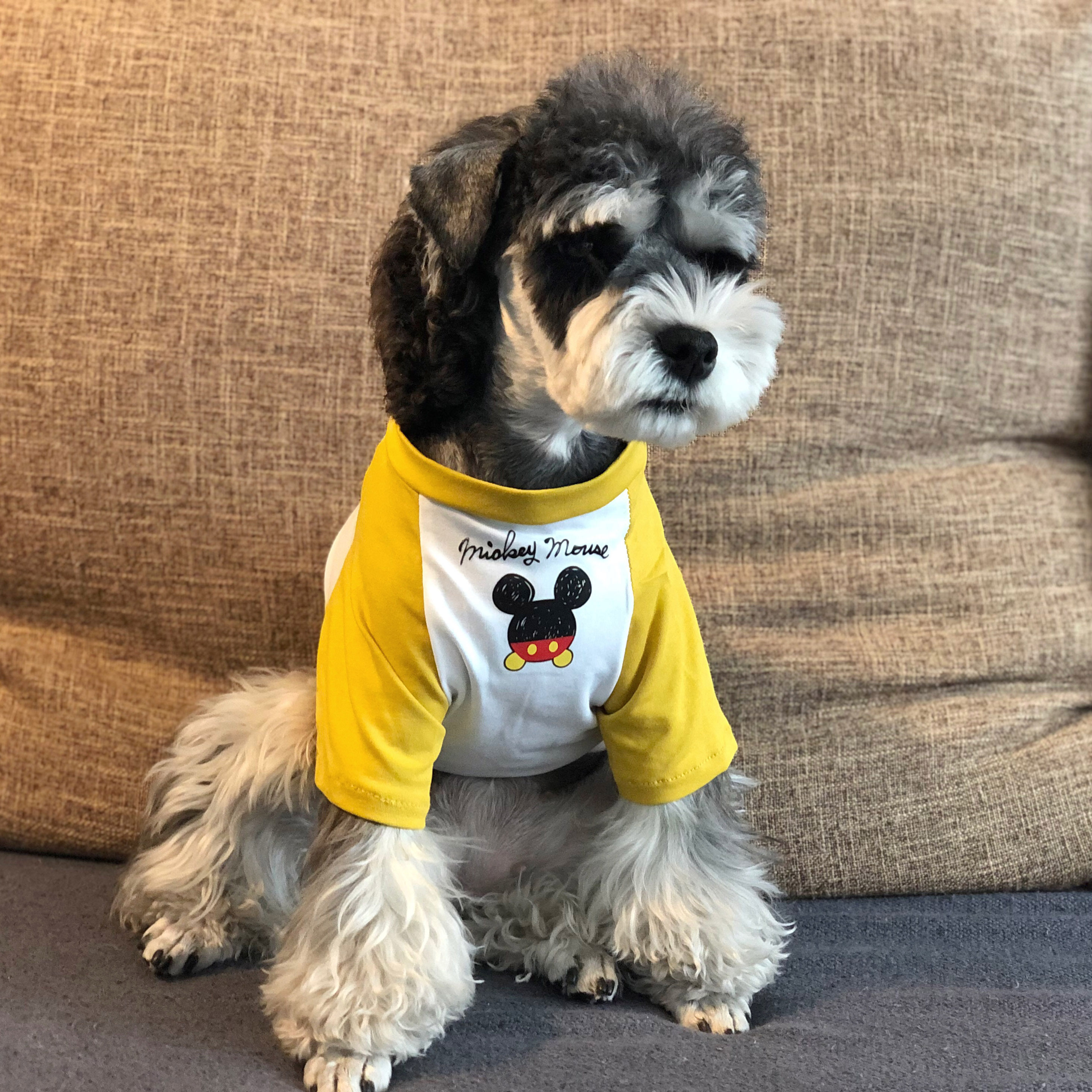 fzl狗狗衣服夏季薄款潮法斗雪纳瑞比熊泰迪中小型犬猫咪狗狗t恤