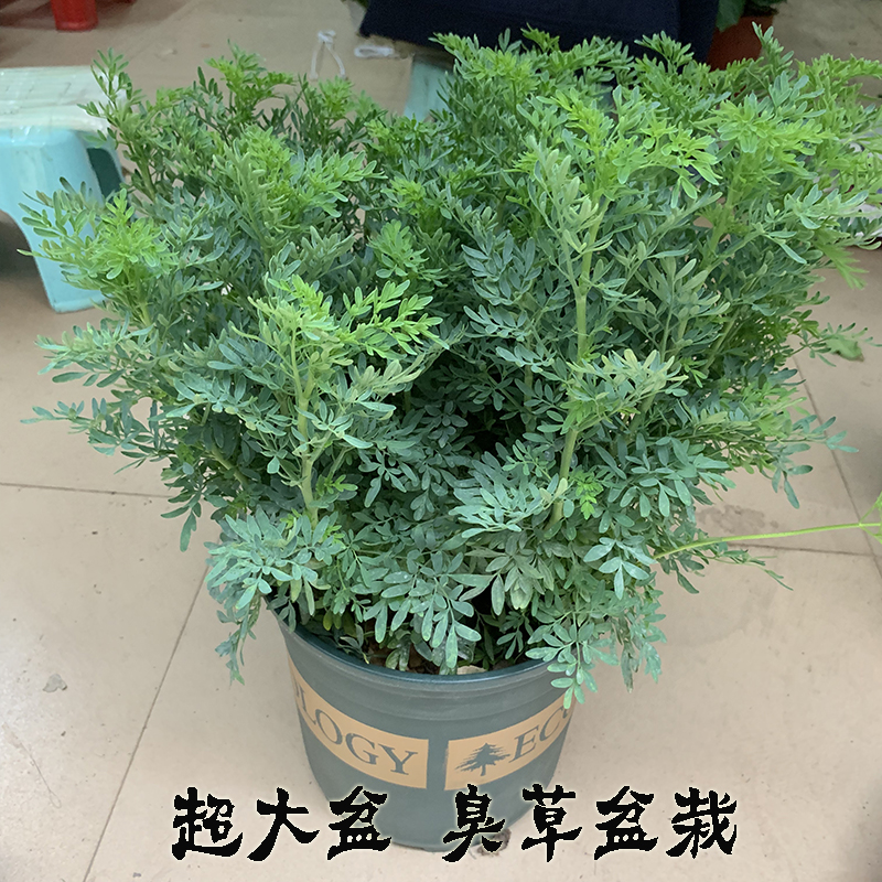 臭草盆栽芸香草植物室外阳台菜园四季花苗食用臭艾绿豆糖水驱蚊草