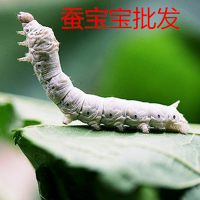 活蚕-特价促销-优惠券领取-价格|多少钱|什么牌子好