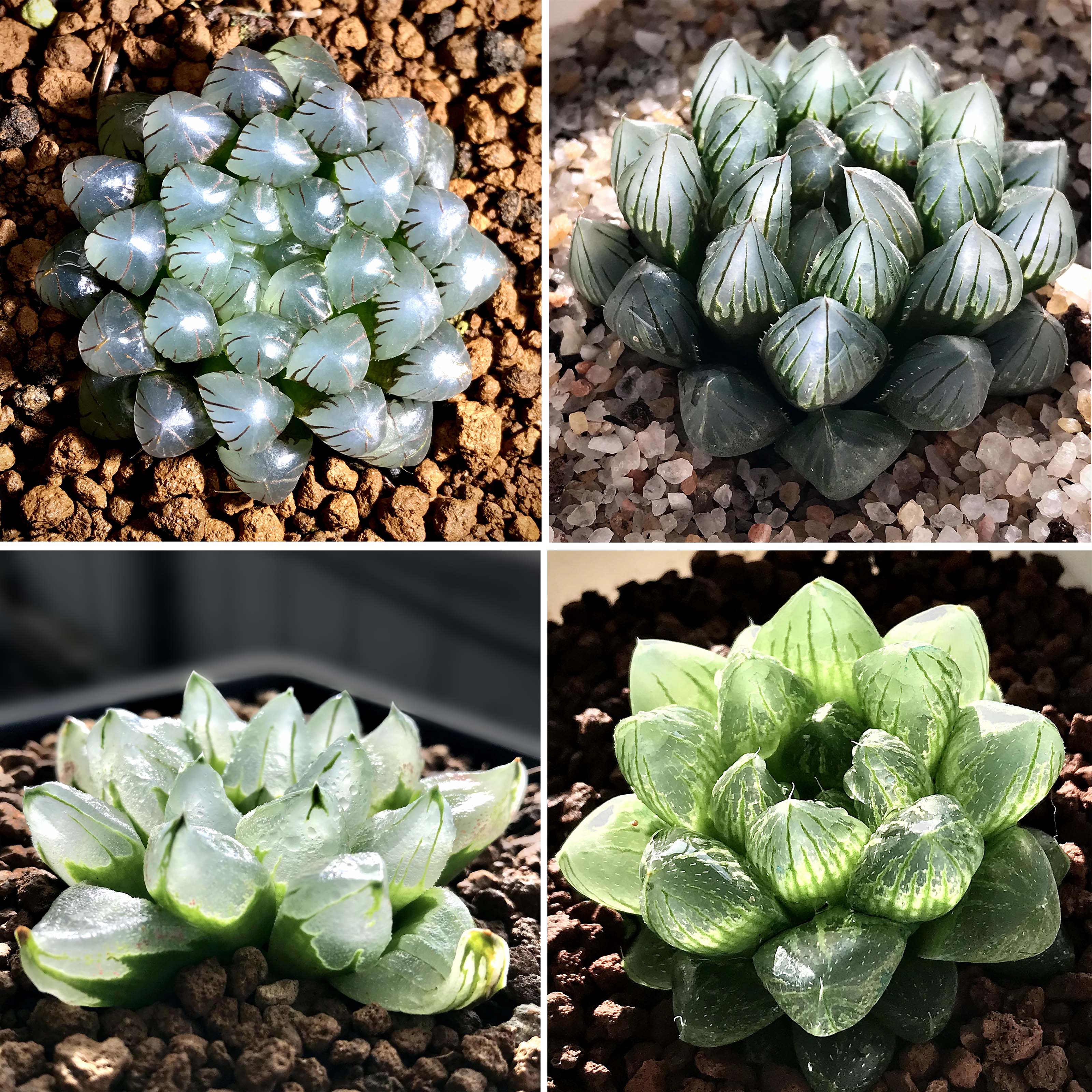 冰灯玉露多肉植物黑肌水晶十二卷盆栽超值包邮套餐大颗带盆栽好美