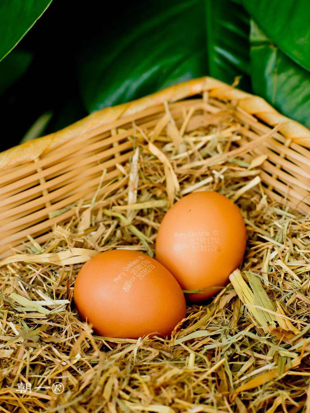 朝一鸡蛋 高营养 可生吃 10枚【臻享装】