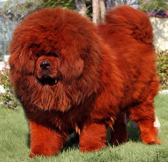 藏獒狗 巨型犬大额优惠券