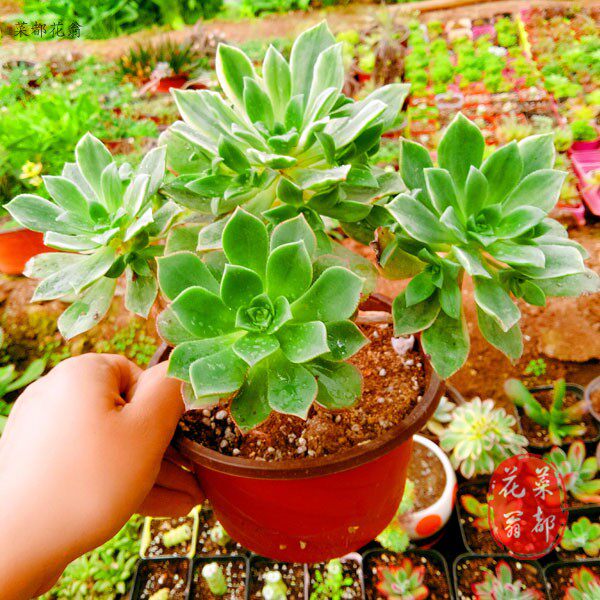 多肉植物 白金法师老桩 红缘莲花掌 白锦 一物一拍 特价