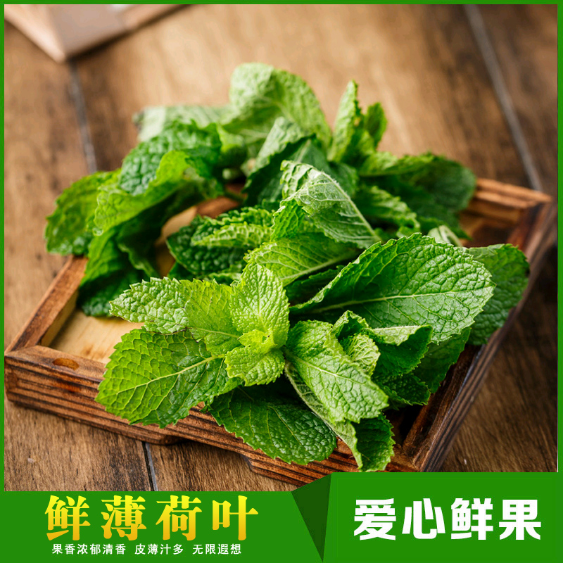 精品留蘭香新鮮食用薄荷葉莫吉托調酒香料西餐烘焙奶茶店裝飾250g在類目 水產肉類/新鮮蔬果/熟食, 新鮮蔬菜/蔬菜製品, 新鮮蔬菜, 其它中 - 來自Buy2taobao.com提供專業的淘寶代購服務