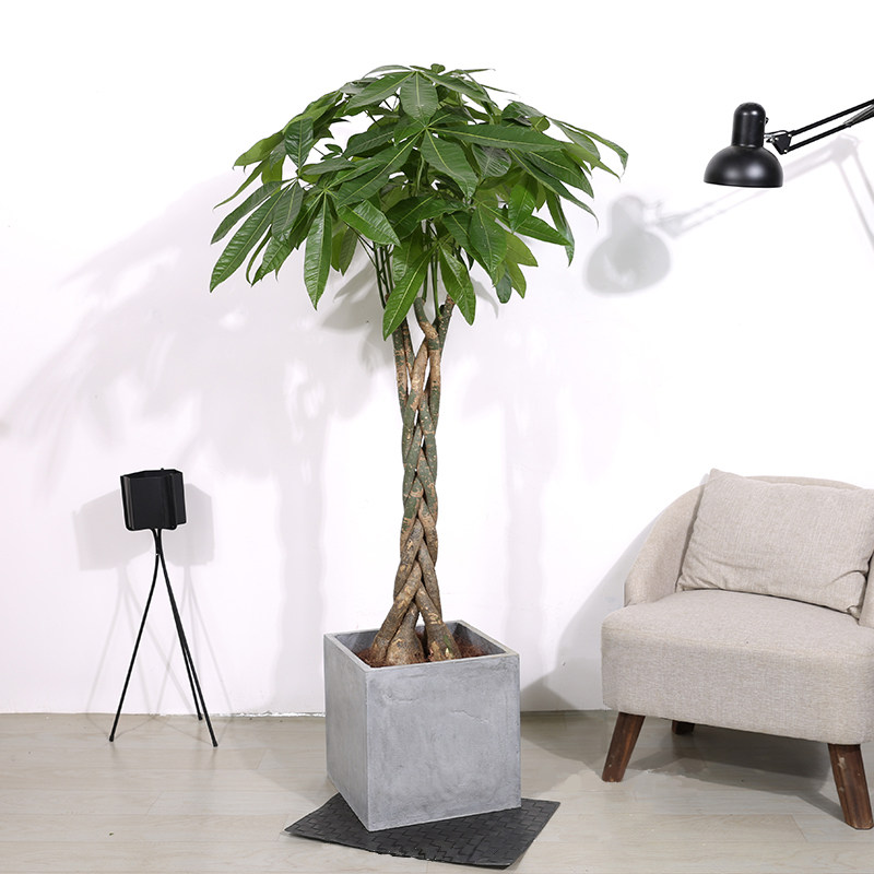 芳心草辫子发财树盆栽大 绿植招钱树室内大型植物办公室开业送礼