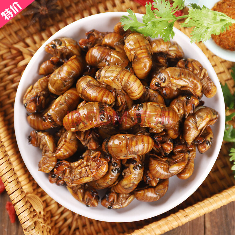 金蝉知了猴蝉蛹