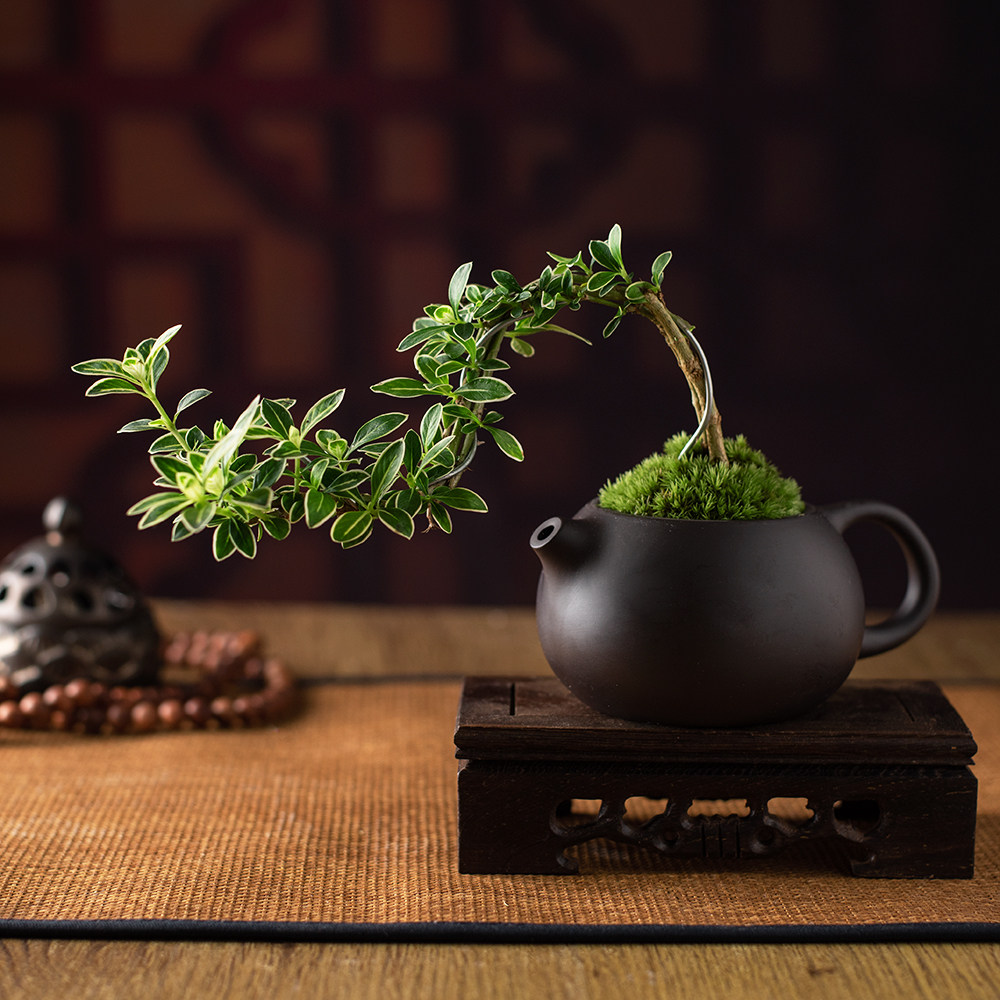 创意紫砂茶壶盆栽水壶造型盆景迷你小绿植六月雪悬崖型新年小礼物