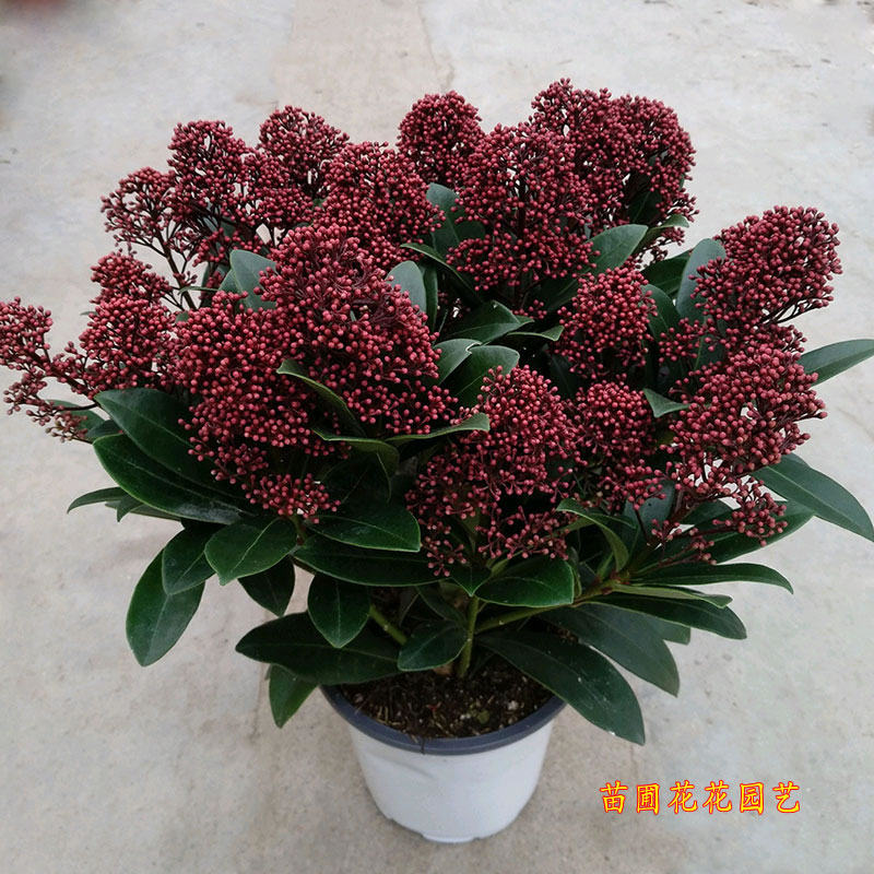 耐寒紫玉珊瑚盆栽 多年生木本花卉植物 易养绿植基地直发带花发货