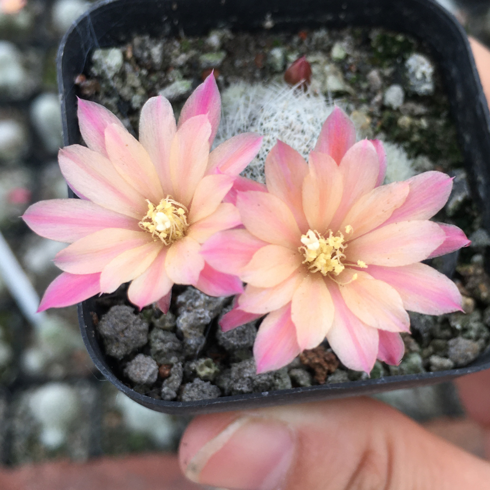 小柒绿植 粉蝶 月影 蓬莱宫仙人球会开花的仙人球仙人掌科植物