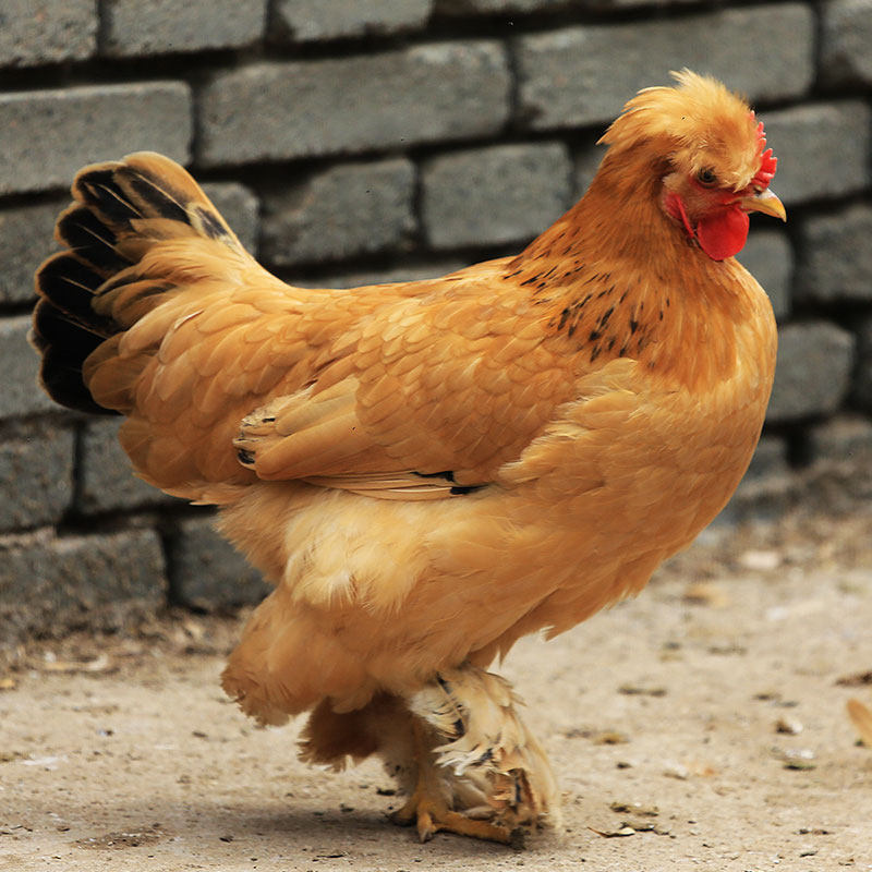 搜索"油鸡" - 天猫优惠券