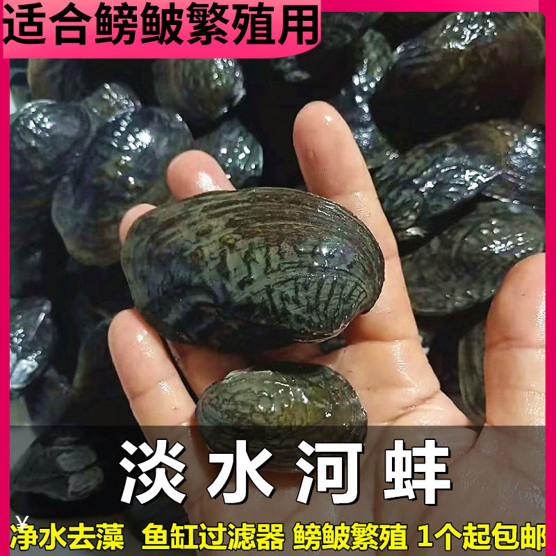 净水河蚌活体除藻螺鱼缸除藻鳑鲏鱼繁殖蚌黄金蚬不加温观赏螺包邮