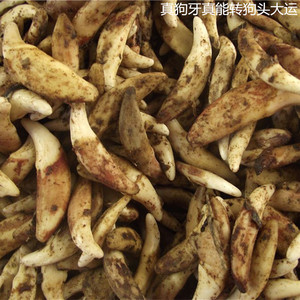 正品狼牙吊坠真狼牙齿图片