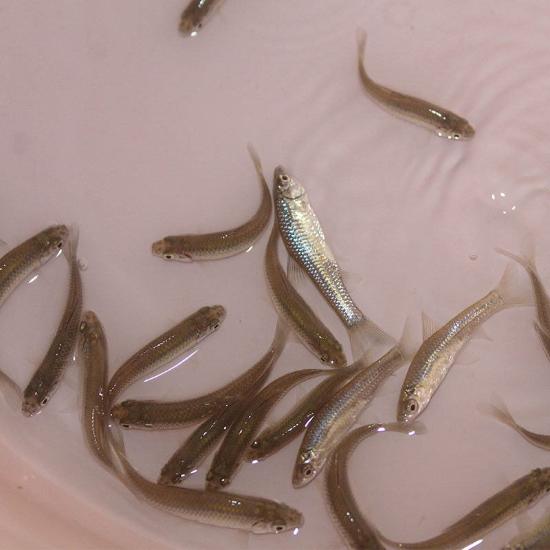 喂乌龟的小鱼苗淡水草鱼麦穗鱼练手鱼鲫鱼龙鱼饲料活体鱼观赏鱼