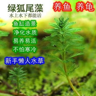 水培植物苦草狐尾藻水草过滤净化水质鱼缸造景养鱼养虾蟹水生植物