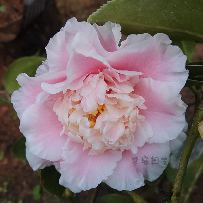花卉精品赛牡丹茶花苗室内吸甲醛