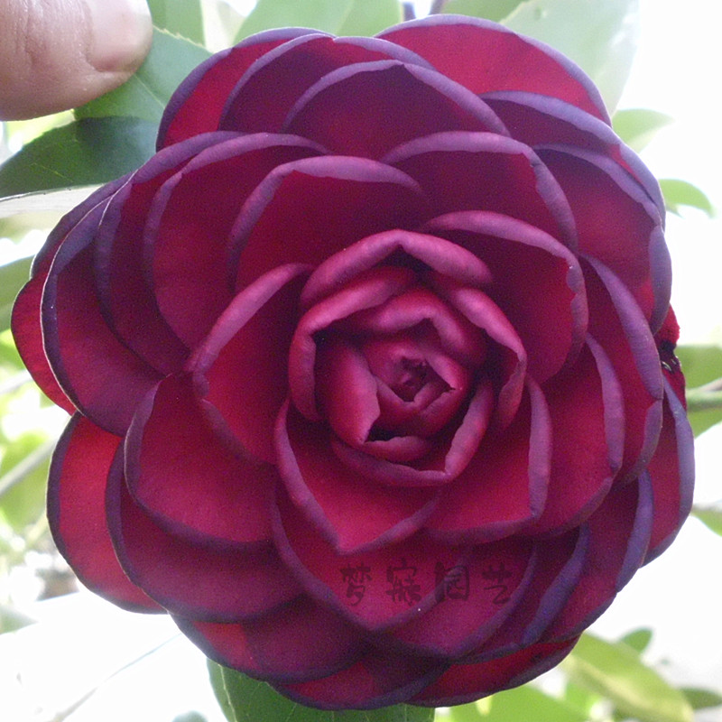 精品花卉金碧辉煌盆栽茶花苗室内庭院阳台绿植四季山茶包邮