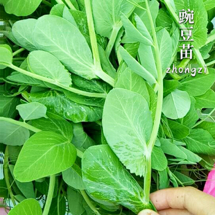 无须豌豆苗种种子尖四季碗豆种豆苗蔬菜孑甜豌豆种籽盆栽菜种菜籽