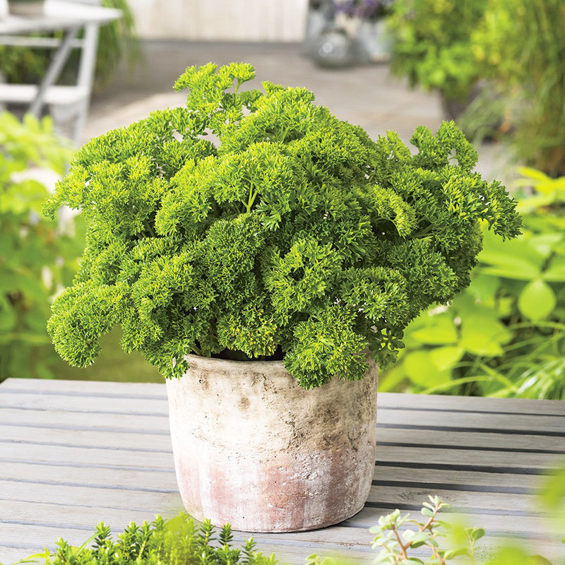 欧芹盆栽 卷叶皱叶摩西小香芹西餐料理食材新鲜四季种植香草苗