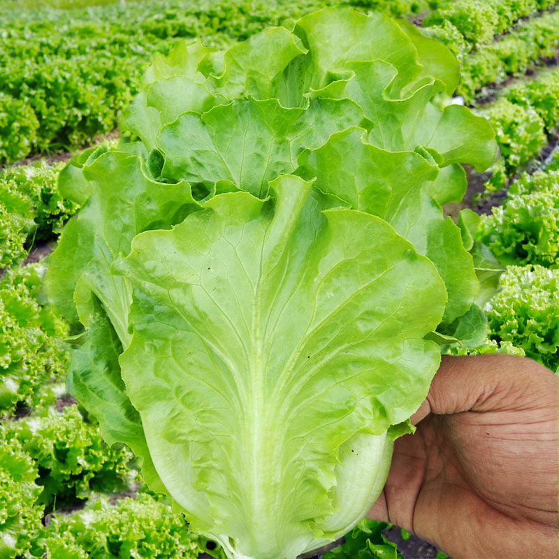 意大利四季生菜种子种籽大全春季夏季四季盆栽菜种蔬菜孑籽种南方