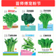 苗师傅宠粉节 6种蔬菜种子青菜种籽每袋10g 直播间秒杀