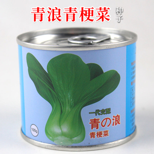 日本青浪青梗菜种子种籽油亮杂交油菜青菜耐热耐湿抗病四季蔬菜孑