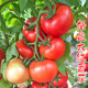 先正达倍盈大红果番茄种子四季中熟高产抗病西红柿种籽大面积种植