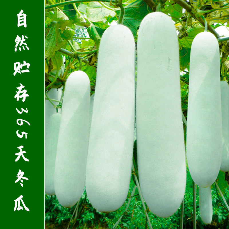 鼎牌365粉皮冬瓜种子长棒形早熟高产脆甜冬瓜种籽春季秋季蔬菜孑