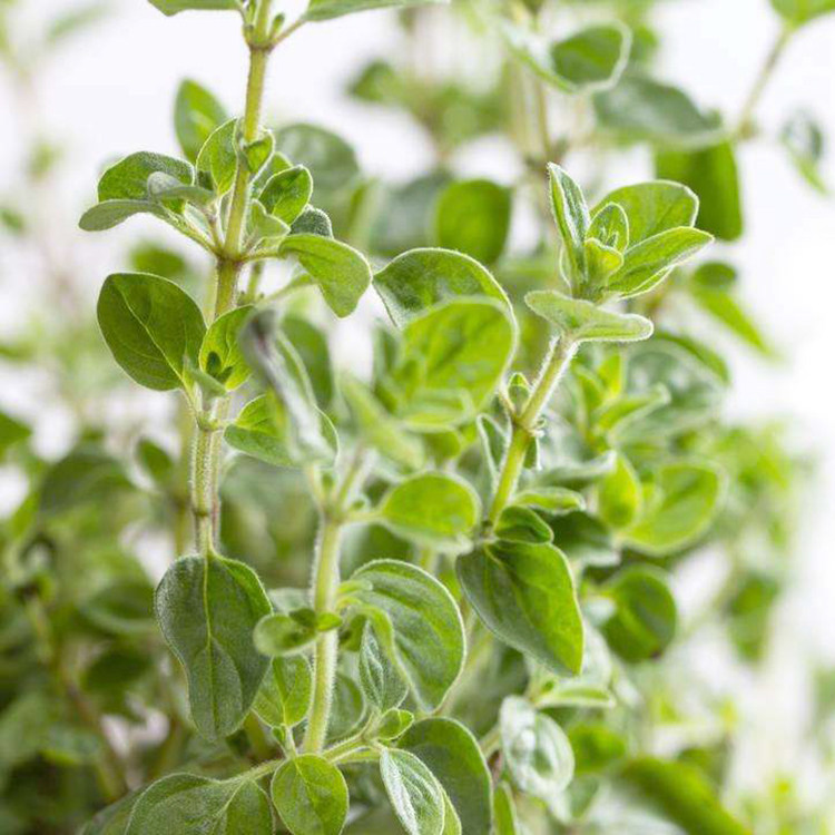 苗师傅种苗新鲜牛至苗盆栽四季蔬菜苗食用香草苗阳台花卉绿植