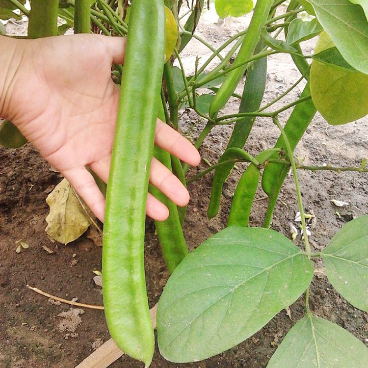 巨型豆角种子/种籽刀豆苗大粒特长红/白刀豆四季盆栽蔬菜种苗种孑