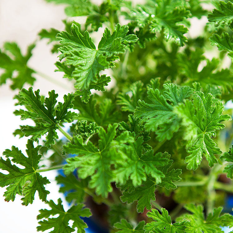 驱蚊草植物优惠券-搜券网
