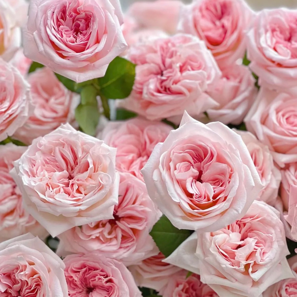 新鲜家用单头玫瑰鲜花束云南基地直发鲜切花水养室内送人礼物包邮