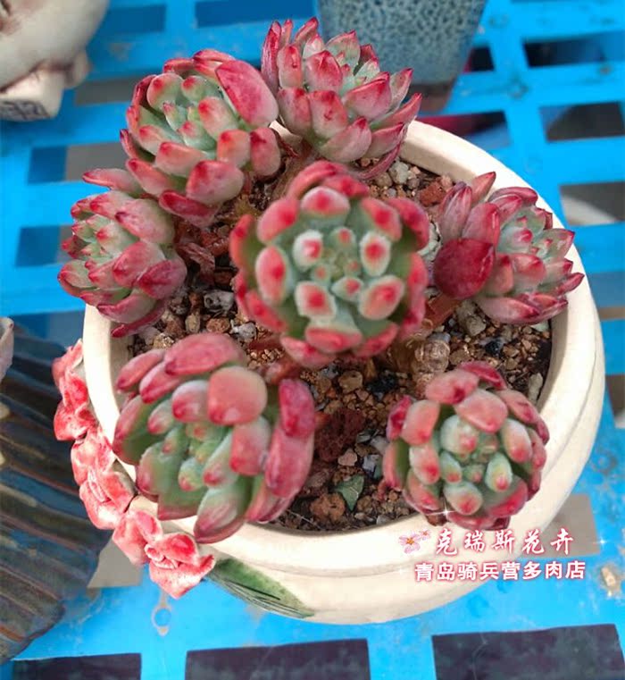 进口多肉植物 蓝孔雀 蓝精灵 蓝苹果 4头以上 大群鲜活带跟在类目 鲜花速递/花卉仿真/绿植园艺, 花卉/绿植盆栽(新), 多肉植物中 - 来自Buy2taobao.com提供专业的淘宝代购服务