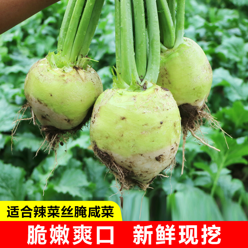 新鲜芥菜疙瘩5斤 辣疙瘩 腊疙瘩大头菜腌咸菜蔬菜