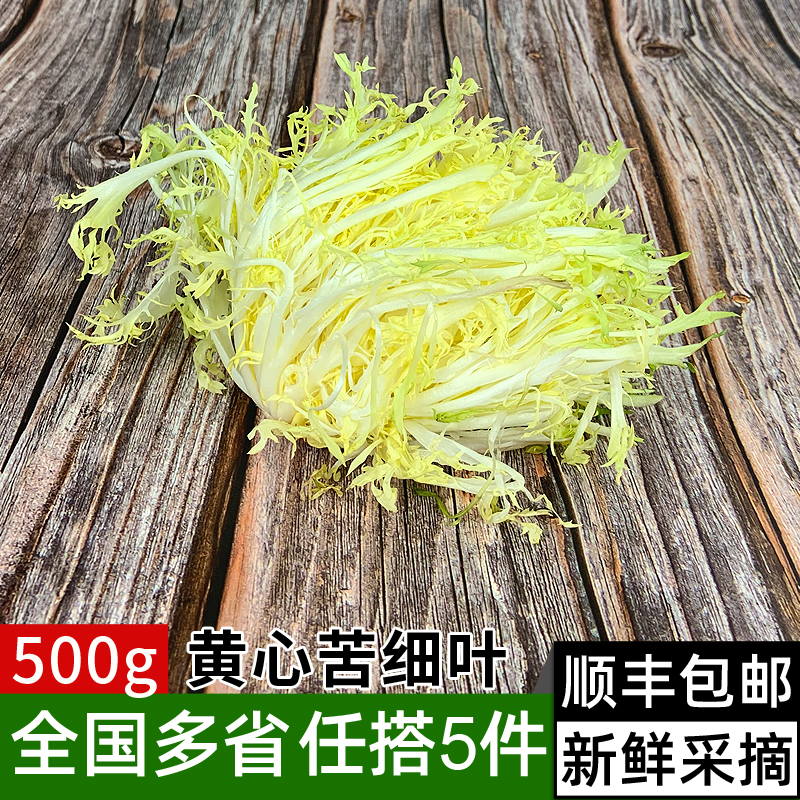 新鲜黄心苦菊500g 苦细叶 苦叶生菜苦苣 狗牙生菜 蔬菜沙拉食材