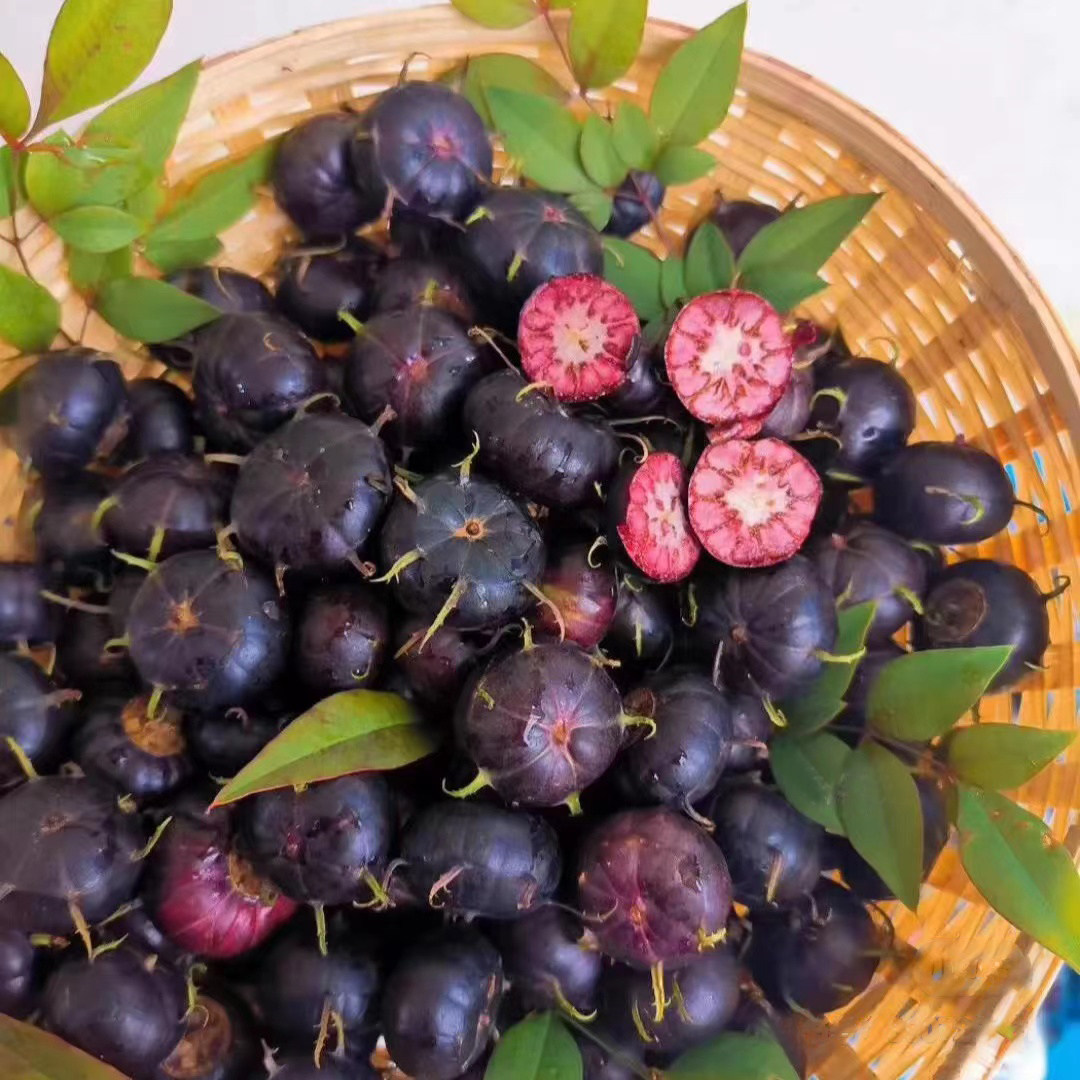 云南红果参鲜果 现摘现发罕见水果 红参果 新鲜稀有 水果