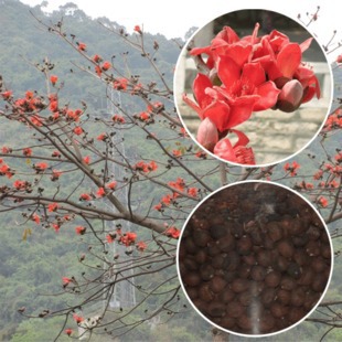 美丽异木棉子 酒瓶木棉 丝绵树 美人树 种子 大福木棉种子在类目 鲜花速递/花卉仿真/绿植园艺, 花卉/蔬果/草坪种子(新), 家庭园艺种子中 - 来自Buy2taobao.com提供专业的淘宝代购服务