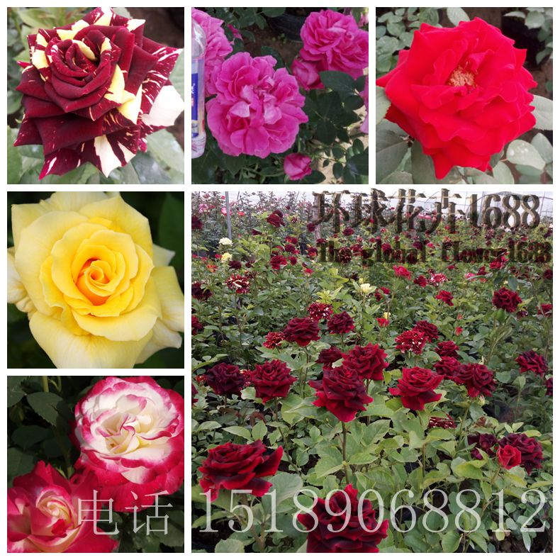 黑巴克月季 黑玫瑰 牡丹月季 欧洲月季花苗 绿植盆栽玫瑰 流星雨