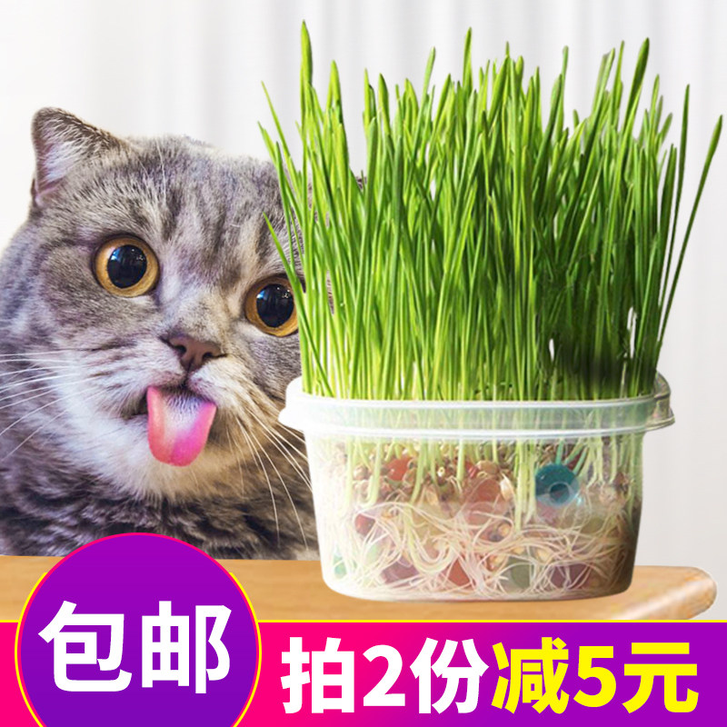 水晶猫草水培营养猫草种子猫草种植套装猫咪去毛球调理肠胃猫零食
